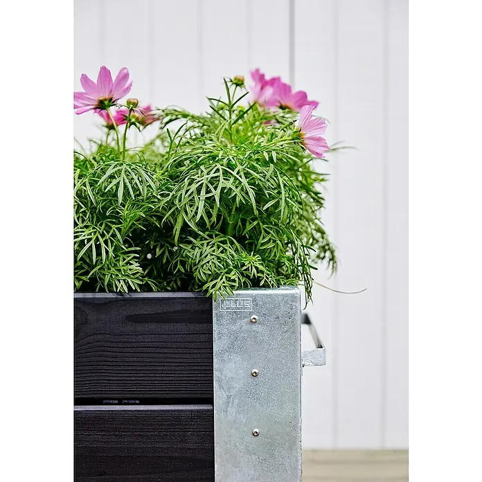 Plus Pflanzkasten Cubic - Außenmaß (L x B x H): 120 x 50 x 45 cm, Holz, Schwarz/Silber - Dunkler Holzpflanzkasten mit verzinktem Stahleck, gefüllt mit grünem Laub und rosa Kosmeen.