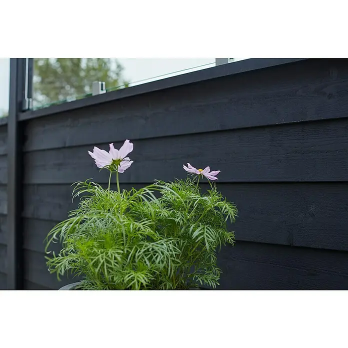 Plus Sichtschutzelement Klink - Plank mittleres Abschlussbrett - B x H: 6,8 x 3,4 cm, Schwarz - Ein Nahaufnahme eines Kosmeenpflanze mit zarten rosa Blüten vor einem dunklen Holzzaun.