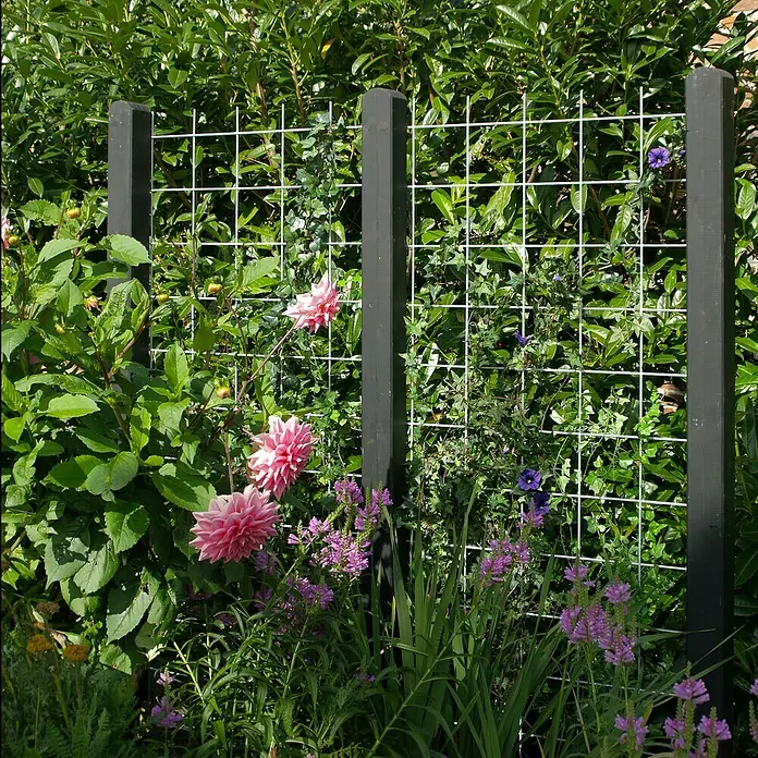 Plus Wandspalier Maschengröße: 15 x 15 cm - L x B: 180 x 90 cm, Anzahl Streben: 6 Stk., Silber - Gartenszene mit Dahlien und Kletterpflanzen an einem Spalier mit dunklen Holzpfosten, das eine natürliche und strukturierte Gartengestaltung zeigt.