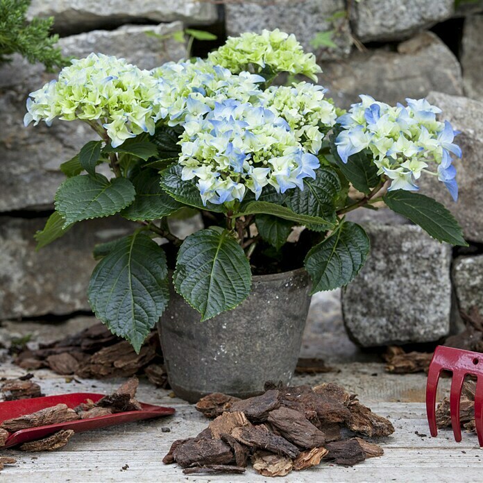 Piardino BauernhortensieHydrangea macrophylla, Topfgröße: 13 cm, Blau Mood Shot