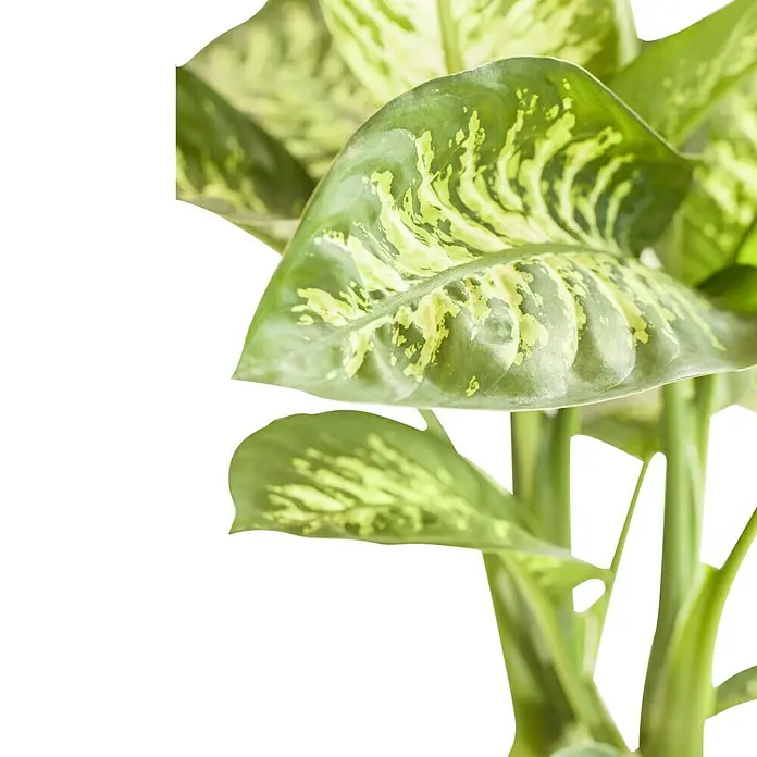 Piardino Dieffenbachie Tropic Snow - Dieffenbachia maculata, Topfgröße: 24 cm, Blattfarbe: Bunt - Ein Blick auf eine Dieffenbachia Pflanze mit ihren markanten grün-gelb gefleckten Blättern.