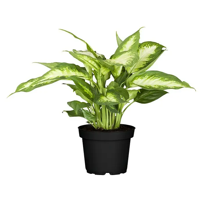 Piardino Dieffenbachie - Dieffenbachia maculata, Topfgröße: 17 cm, Blattfarbe: Bunt - Dieffenbachia im schwarzen Topf. Die Dieffenbachia ist eine beliebte Zimmerpflanze mit dekorativen Blättern, perfekt für Innenräume.