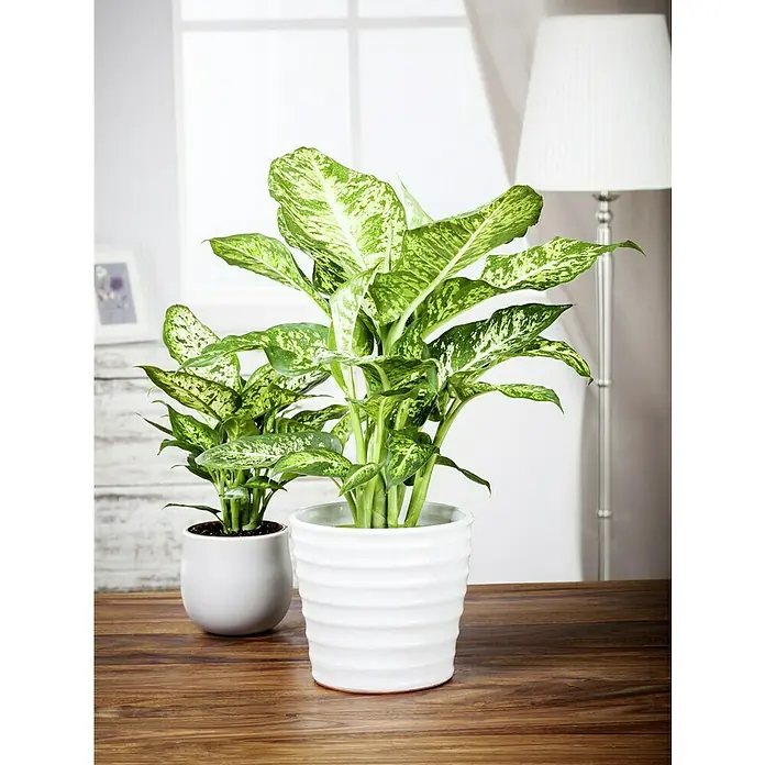 Piardino Dieffenbachie - Dieffenbachia maculata, Topfgröße: 17 cm, Blattfarbe: Bunt - Zwei Dieffenbachia-Pflanzen in stilvollen Töpfen auf einem Holztisch, eine elegante und pflegeleichte Zimmerdekoration.
