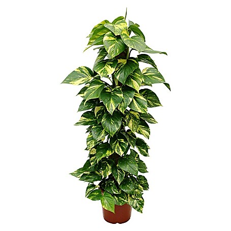 Piardino Efeutute (Epipremnum aureum, Topfgröße: 24 cm)