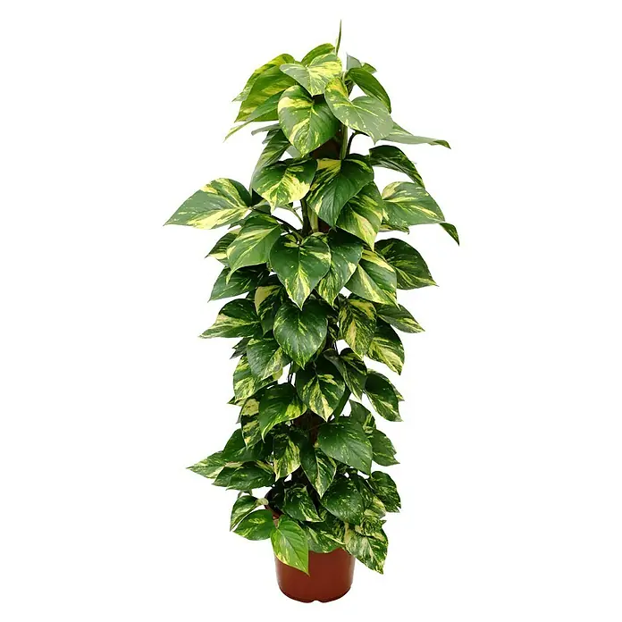 Piardino Efeutute - Epipremnum aureum, Topfgröße: 24 cm - Golden Pothos ist eine tropische Zimmerpflanze mit herzförmigen Blättern, die ein dekoratives und pflegeleichtes Element für jedes Zuhause darstellt.