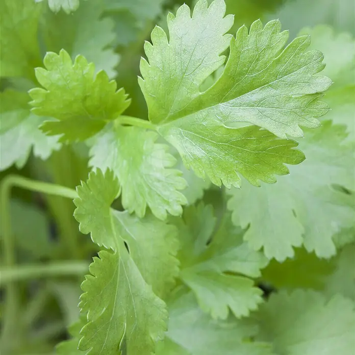 Piardino Koriander BioCoriandrum sativum - Nahaufnahme von frischem Koriandergrün mit gezackten Blättern und lebendigen grünen Farbtönen, perfekt für kulinarische Zwecke.