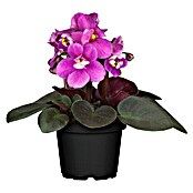 Violeta africana (Saintpaulia ionantha, Tamaño de maceta: 6, Color de flor: En función de la variedad)