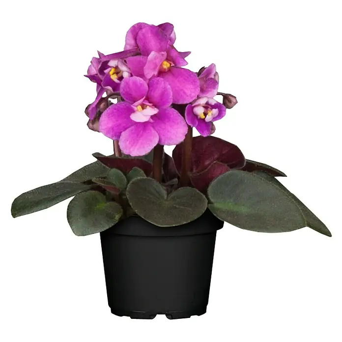 Piardino Violeta africana - Saintpaulia ionantha, Tamaño de maceta: 12 cm, Color de flor: Dependiendo de la variedad - Primer plano de una planta en maceta con vibrantes flores moradas y hojas verde oscuro, que añade belleza.