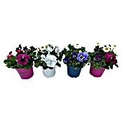 Piardino Frühlingsblüher Mix Spring de Luxe (Stauden in Sorten, Topfgröße: 13 cm) | BAUHAUS