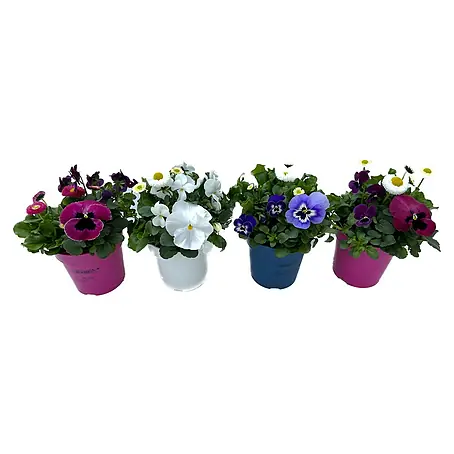 Piardino  Frühlingsblüher Mix Spring de Luxe