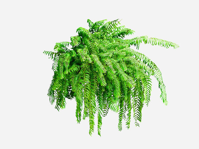 Luftreinigende Pflanzen für gutes Raumklima BAUHAUS