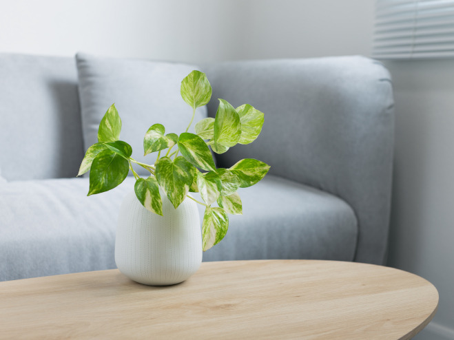 Luftreinigende Pflanzen für gutes Raumklima BAUHAUS