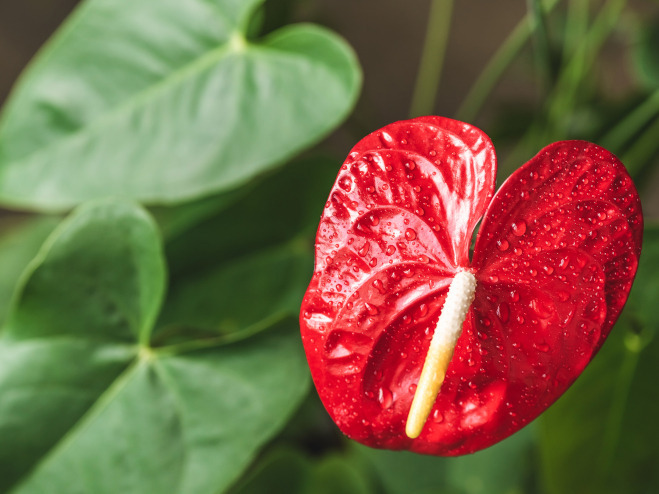 Luftreinigende Pflanzen für gutes Raumklima BAUHAUS