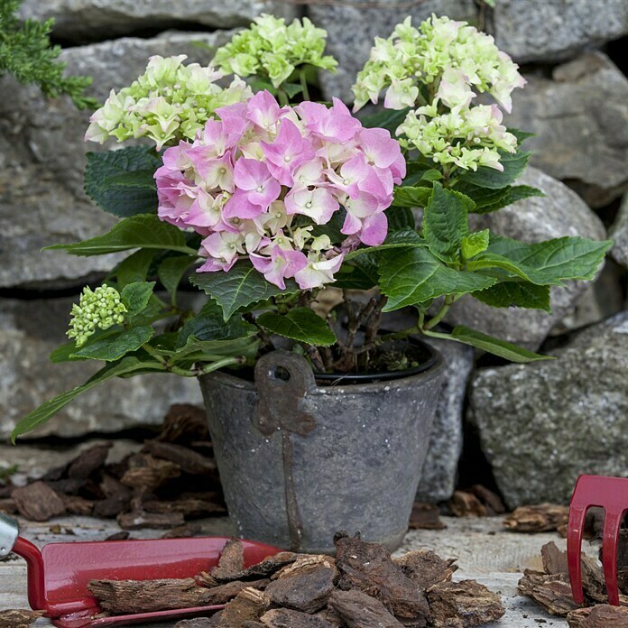 Piardino BauernhortensieHydrangea macrophylla, Topfgröße: 13 cm, Rosa Mood Shot