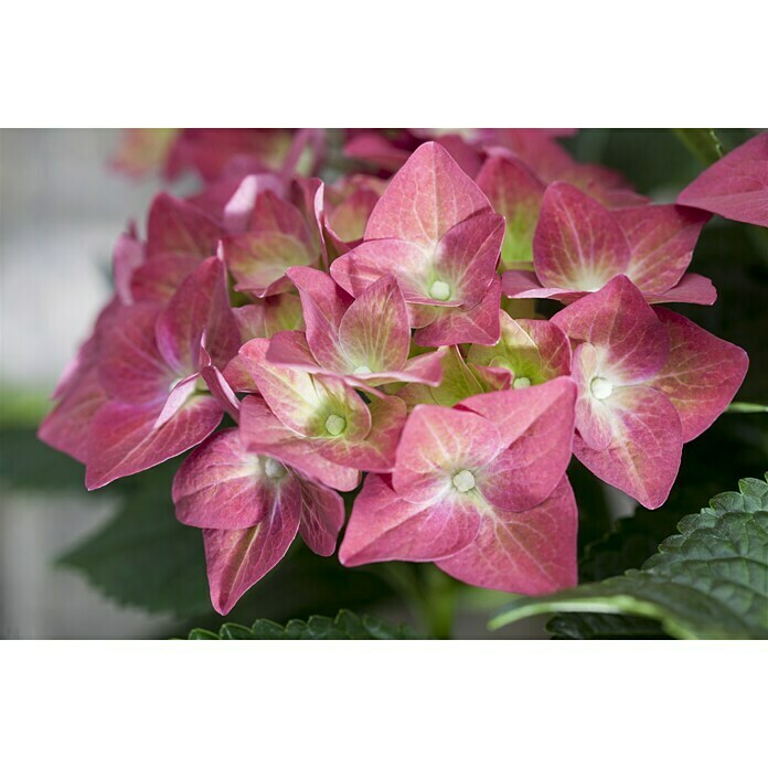 Piardino BauernhortensieHydrangea macrophylla, Topfgröße: 10 cm, Rot Detail Shot