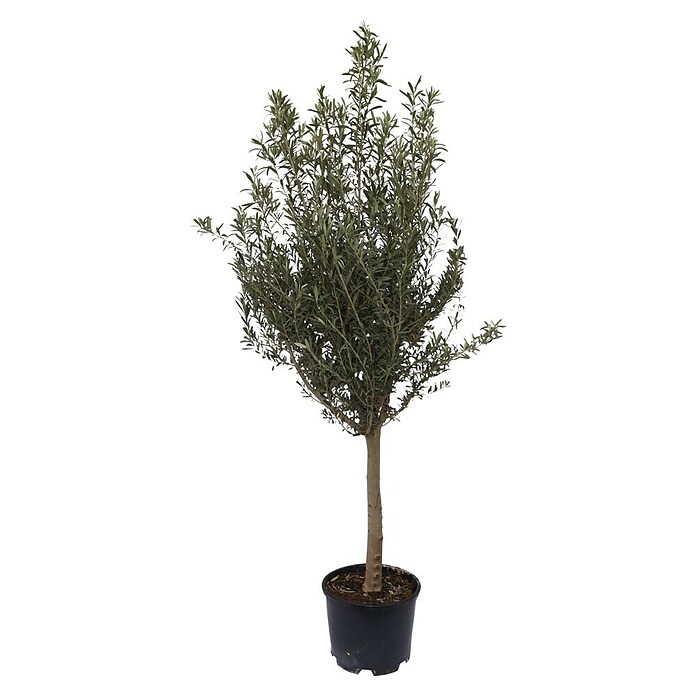 Piardino Olijfboom 'Miami' (Olea europaea, Potvolume: 30 l, Actuele groeihoogte: 180 cm) | BAUHAUS
