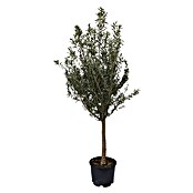 Piardino Olijfboom 'Miami' (Olea europaea, Potvolume: 30 l, Actuele groeihoogte: 180 cm) | BAUHAUS