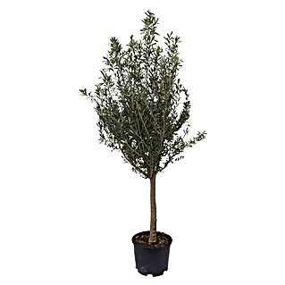 Piardino Olivenbaum 'Miami' (Olea europaea, Topfvolumen: 30 l, Aktuelle Wuchshöhe: 180 cm)