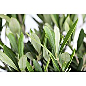 Piardino Olijfboom 'Miami' (Olea europaea, Potvolume: 30 l, Actuele groeihoogte: 180 cm) | BAUHAUS
