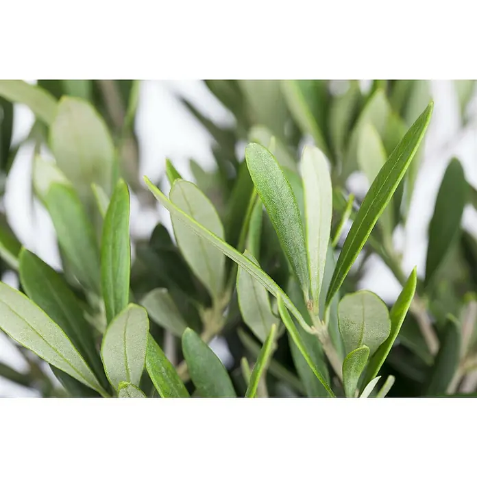 Olivenbaum - Olea europaea sciottola, Topfgröße: 21 cm - Nahaufnahme von grünen Olivenbaumblättern, die die zarten Details und die natürliche Schönheit der Pflanze hervorheben.