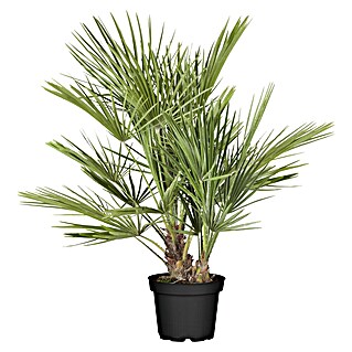 Zwergpalme grüner Topf (Chamaerops humilis, Topfgröße: 22 cm)