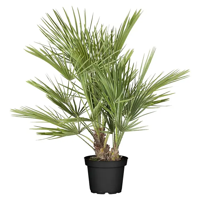Piardino Zwergpalme - Chamaerops humilis 'Vulcano', Topfgröße: 34 cm - Die Zwergpalme im schwarzen Topf ist eine stilvolle Zimmerpflanze. Sie bringt mediterranes Flair in jeden Raum und ist pflegeleicht.