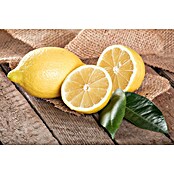 Zitronenbaum (Citrus limon, Topfgröße: 20 cm) | BAUHAUS
