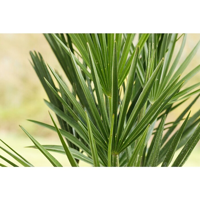 Zwergpalme grüner Topf (Chamaerops humilis, Topfgröße: 22 cm, Aktuelle Wuchshöhe: 80 cm - 120 cm) | BAUHAUS