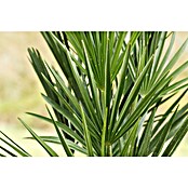 Zwergpalme grüner Topf (Chamaerops humilis, Topfgröße: 22 cm, Aktuelle Wuchshöhe: 80 cm - 120 cm) | BAUHAUS