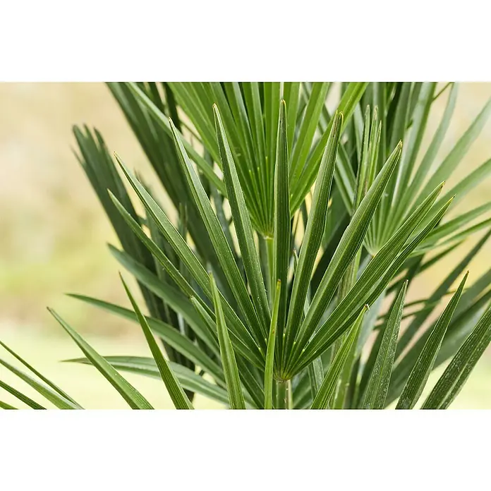 Piardino Zwergpalme - Chamaerops humilis 'Vulcano', Topfgröße: 34 cm - Nahaufnahme von grünen Palmenwedeln, die tropisches Flair und natürliche Schönheit in jeden Raum bringen.\n
