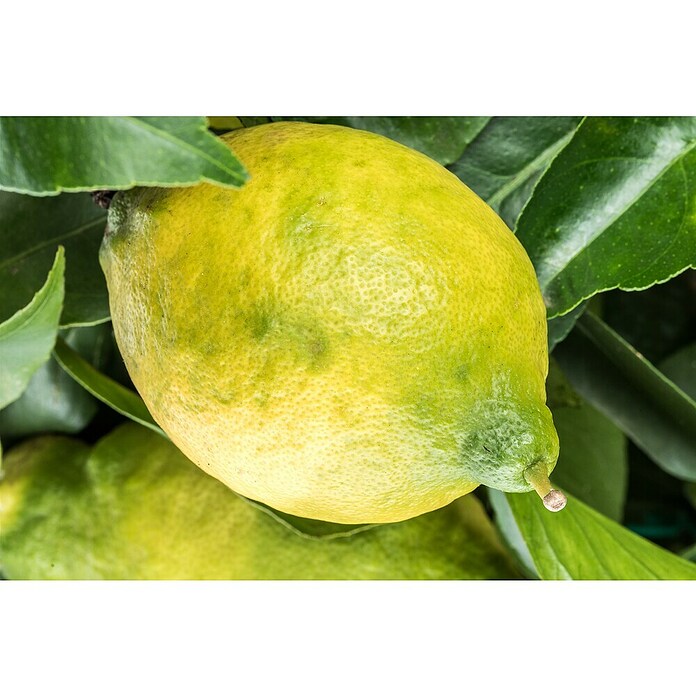 Zitronenbaum (Citrus limon, Topfgröße: 20 cm) | BAUHAUS