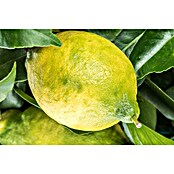 Zitronenbaum (Citrus limon, Topfgröße: 20 cm) | BAUHAUS