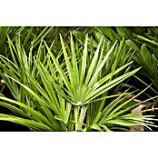 Zwergpalme grüner Topf (Chamaerops humilis, Topfgröße: 22 cm, Aktuelle Wuchshöhe: 80 cm - 120 cm) | BAUHAUS