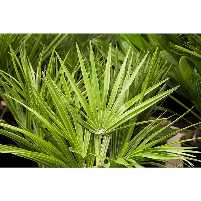 Zwergpalme - Chamaerops humilis, Topfgröße: 22 cm, Aktuelle Wuchshöhe: 80 cm - 120 cm - Nahaufnahme von grünen Fächerpalmenblättern, die ihre spitzen, strahlenförmigen Formen und die feine Textur der Blätter hervorheben.