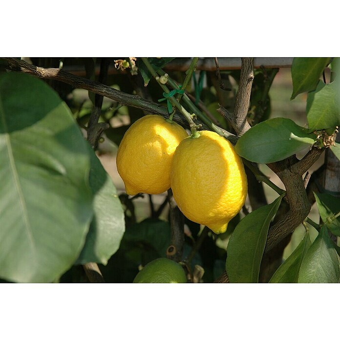 Zitronenbaum (Citrus limon, Topfgröße: 20 cm) | BAUHAUS