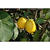 Zitronenbaum (Citrus limon, Topfgröße: 20 cm) | BAUHAUS