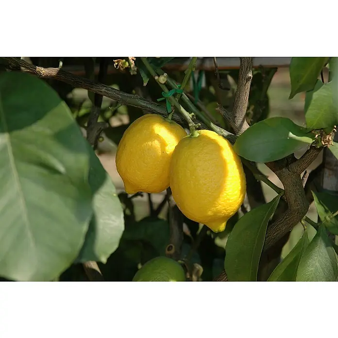 Zitronenbaum - Citrus limon, Topfgröße: 20 cm - Zwei leuchtend gelbe Zitronen, die an einem Baum hängen, umgeben von grünen Blättern.