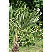 Hanfpalme (Trachycarpus fortunei, 20 l, Aktuelle Wuchshöhe: 140 cm - 160 cm) | BAUHAUS