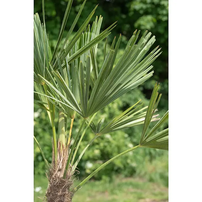 Hanfpalme - Trachycarpus fortunei, 20 l, Aktuelle Wuchshöhe: 140 cm - 160 cm - Nahaufnahme einer Zwergpalme mit ihren charakteristischen Fächerblättern und dem faserigen Stamm. Eine robuste und exotische Pflanze.