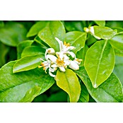 Zitronenbaum (Citrus limon, Topfgröße: 20 cm) | BAUHAUS
