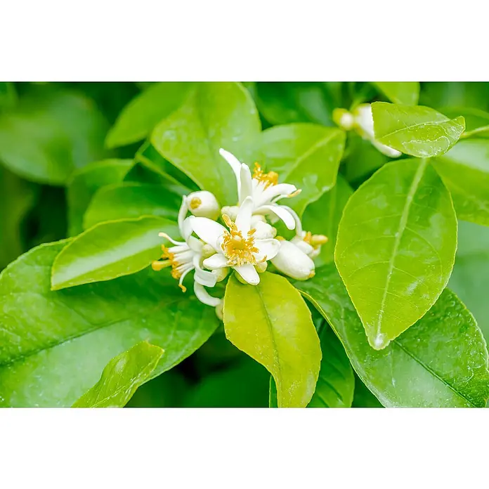 Zitronenbaum - Citrus limon, Topfgröße: 20 cm - Nahaufnahme von Zitronenbaumblüten mit grünen Blättern. Zarte, weiße Blütenblätter umgeben gelbe Staubgefäße. Frühlingshafte Szene.