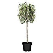 www.olivenbaum.de Olivenbaum kaufen | Olea europaea