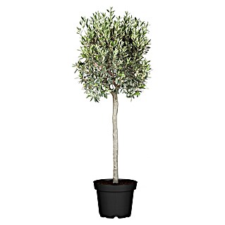 Piardino Olivenbaum grüner Topf (Olea europaea, Topfgröße: 20 cm)