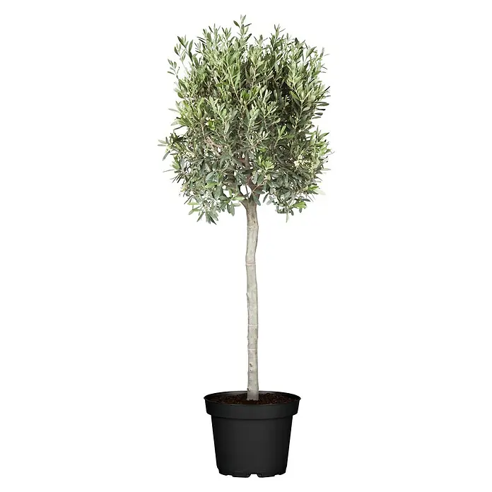 Piardino Olivenbaum - Olea europaea, Topfgröße: 20 cm - Ein Olivenbaum im Topf. Der Olivenbaum hat eine runde Krone und einen glatten Stamm. Ideal für den Garten oder die Terrasse.