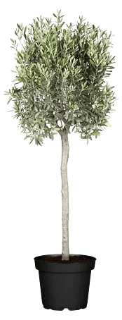 Piardino Olivenbaum - Olea europaea, Topfgre: 20 cm online kaufen bei  BAUHAUS