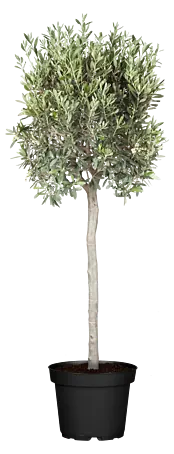 hefe als dünger für zimmerpflanzen Zimmerpflanzen Dünger 0,5l – Foliage Dreams