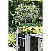 Piardino Olivenbaum grüner Topf (Olea europaea, Topfgröße: 20 cm) | BAUHAUS