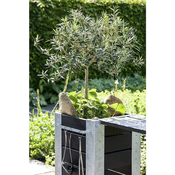 Piardino Olivenbaum - Olea europaea, Topfgröße: 20 cm - Ein Olivenbaum wächst in einem modernen Pflanzgefäß mit Grillwerkzeugen. Der Pflanzer ist aus Holz und Metall gefertigt.