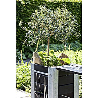 Piardino Olivenbaum - Olea europaea, Topfgre: 20 cm online kaufen bei  BAUHAUS