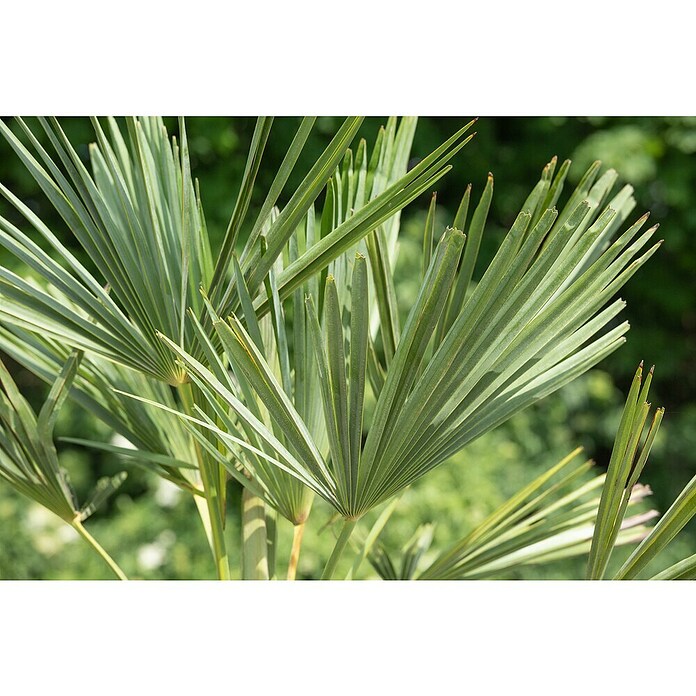 Hanfpalme grüner Topf (Trachycarpus fortunei, Topfgröße: 22 cm) | BAUHAUS
